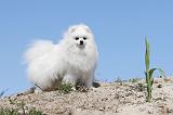 SPITZ ALLEMAND 169